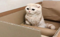 猫嘴角溃疡