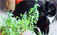 驱猫植物哪种最好