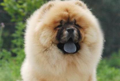 长得像熊的狗 中国熊犬图片介绍