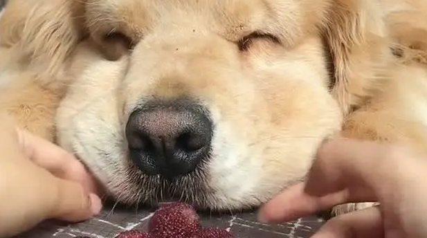 狗能不能吃杨梅 狗能不能吃杨梅