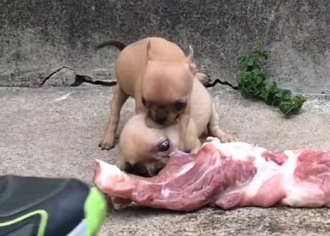 狗能吃猪肉吗