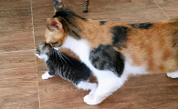 母猫反复叼同一只小猫