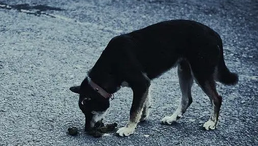 无色无味狗一吃就死