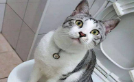 猫总是跑到卫生间惨叫