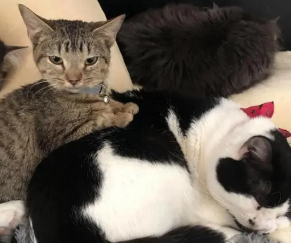 猫咪生病长不大被抛弃,被救后和每只猫交朋友,从此不再孤单 猫咪生病长不大被抛弃,被救后和每只猫交朋友,从此不再孤单