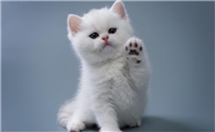 小猫的外形特点和生活特征