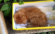 死猫埋进土里多久会化