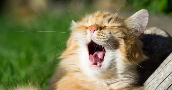 猫一天叫不停我要崩溃了