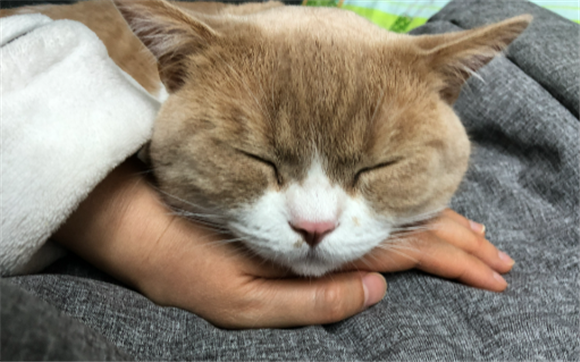 五大打架最厉害的猫 五大打架最厉害的猫