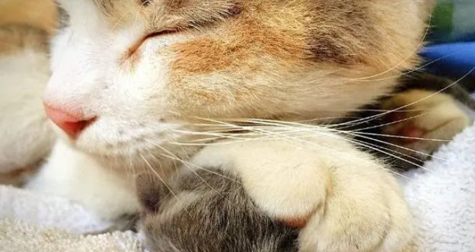 橘猫失踪了,6个月后回来:主人,我带着我的猫儿子回来看你啦! 橘猫失踪了,6个月后回来:主人,我带着我的猫儿子回来看你啦!