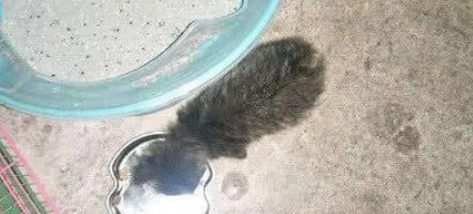 小区走廊里看见一只小奶猫,看到留言纸之后,立马开门提回家! 小区走廊里看见一只小奶猫,看到留言纸之后,立马开门提回家!