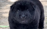 中华五黑犬为什么越来越多人养?网友:养了不想换狗了