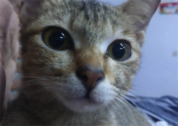 印星猫吉利吗 印星猫吉利吗