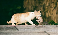 母猫叼着小猫到处跑是怎么回事