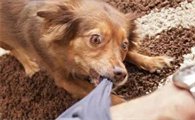 家养的狗会有狂犬病吗