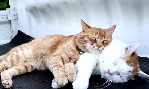 为什么养猫不能养一公一母