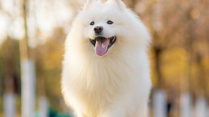 犬瘟热治疗费用