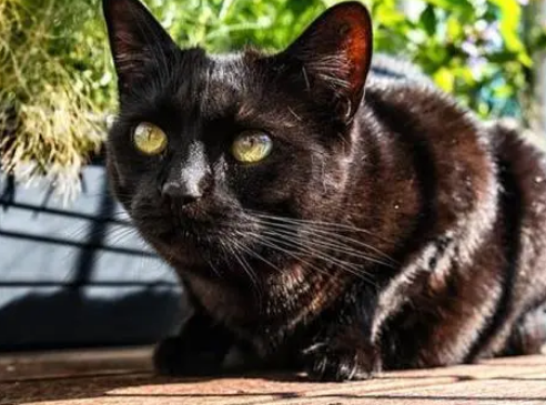 猫咪陪伴主人结婚生子,去世时小主人为它流泪,主人找猫替代它 猫咪陪伴主人结婚生子,去世时小主人为它流泪,主人找猫替代它