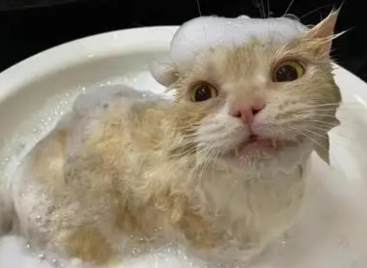 猫长时间不洗澡会怎样 猫长时间不洗澡会怎样