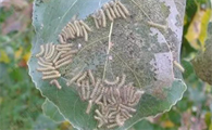 美国白蛾生物防治方法