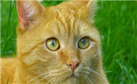 七个月的猫 建议买吗