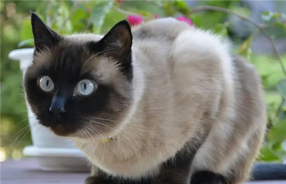 为啥暹罗猫叫逻辑猫