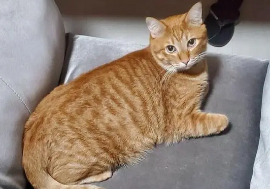 玩伴猫耳娘第一季