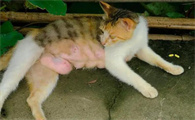 母猫产后热症状