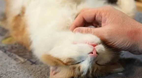 掐小猫脖子它尿失禁了