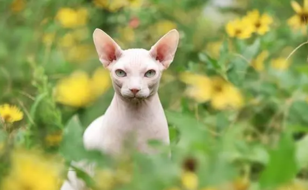 外星猫叫什么品种