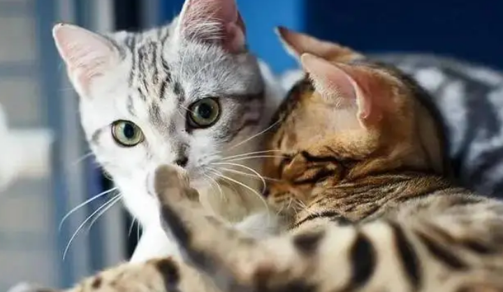 母猫藏小猫该干涉吗 母猫藏小猫该干涉吗