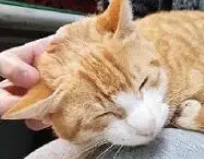 流浪猫感染猫瘟存活率仅20%,他坚决不放弃撂下狠话,最终…… 流浪猫感染猫瘟存活率仅20%,他坚决不放弃撂下狠话,最终……