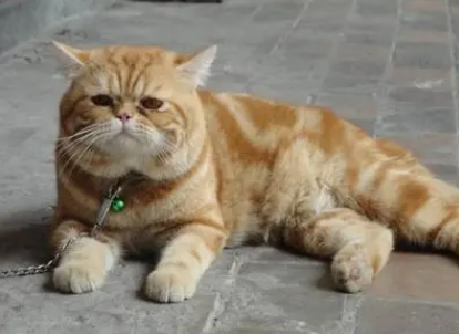 加菲猫容易胖吗 加菲猫容易胖吗