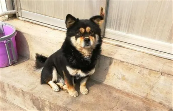 田园犬和士狗哪个聪明