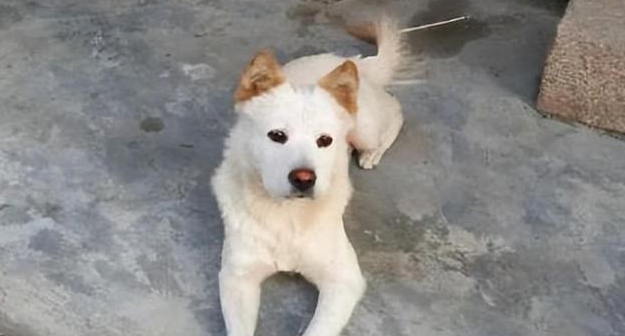 鹰犬之才趁时机是什么生肖