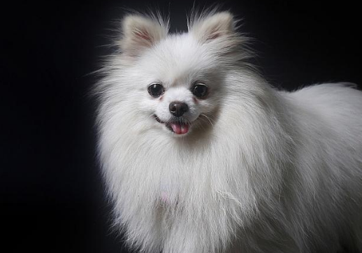 英氏博美犬美式博美犬哪种贵一点 英氏博美犬美式博美犬哪种贵一点