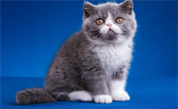 外来种短毛猫多少钱