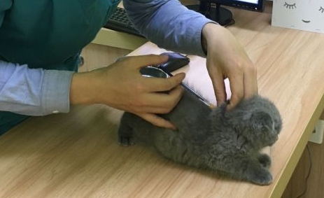 派瑞宠物医院怎么样 派瑞宠物医院怎么样