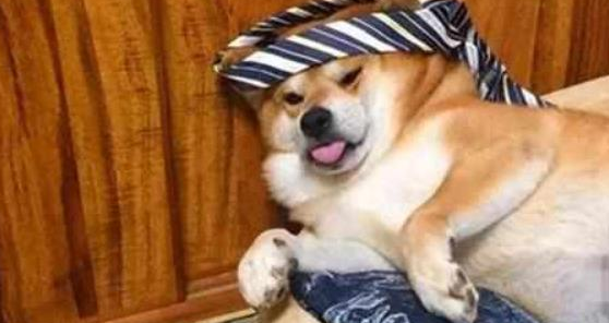 铲屎官套路柴犬，给它灌了几口啤酒，柴犬的反应笑哭主人 