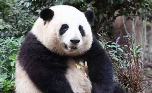 大熊猫为自然界增添一份独特的魅力 大熊猫为自然界增添一份独特的魅力