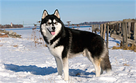 真正的西伯利亚雪橇犬是什么犬种