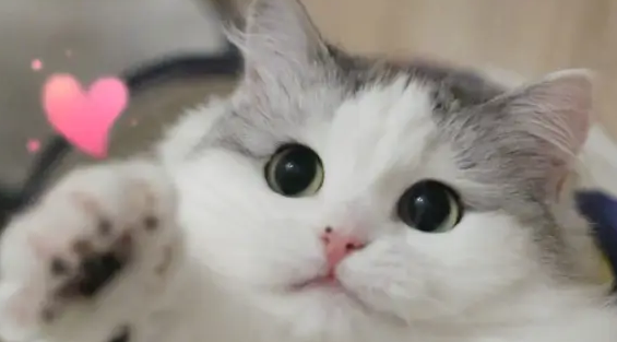 猫最便宜多少钱一只 猫最便宜多少钱一只