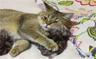 躺在床上猫从人身上踩过去