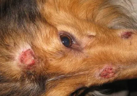 犬皮肤病的种类和治疗方法 犬皮肤病的种类和治疗方法
