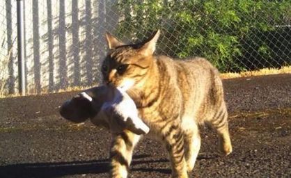 猫咪每天外出玩耍,主人看清它嘴里叼回的东西后都懵了 猫咪每天外出玩耍,主人看清它嘴里叼回的东西后都懵了