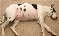 狗生产前最明显的特征