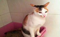 猫总在门口拉屎