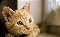 男人梦见猫是什么意思