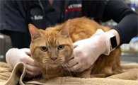 猫中暑了怎么治