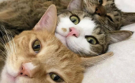 容易被猫喜欢的人